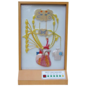 Heart innervation electric model